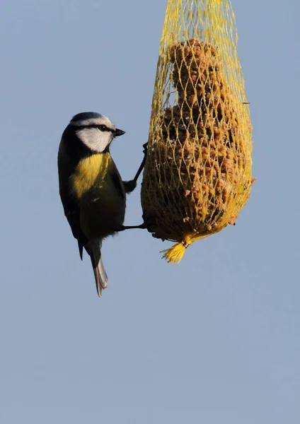 Blau Auf Dem Futterknödel — Stockfoto