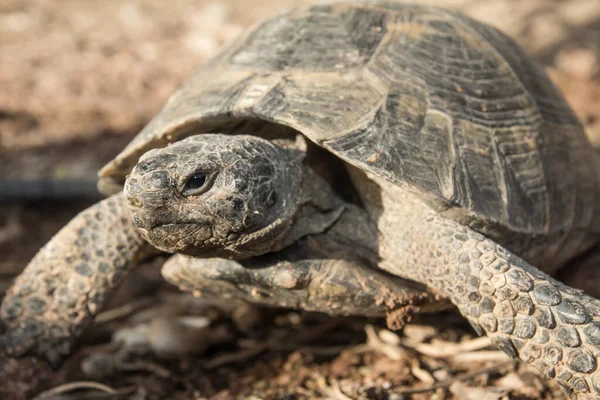 Tortuga Reptil Lagarto Animal — Foto de Stock