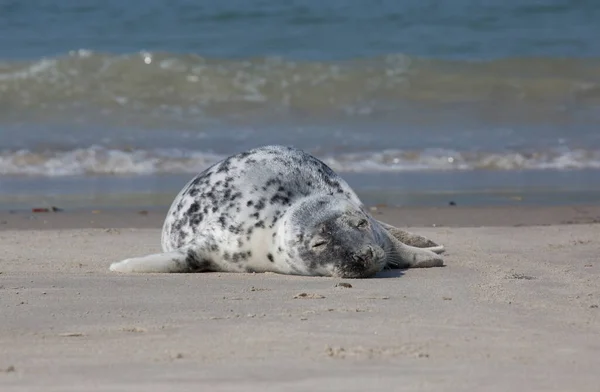 Een Witte Zeehond Het Strand Van Helgoland — Stockfoto