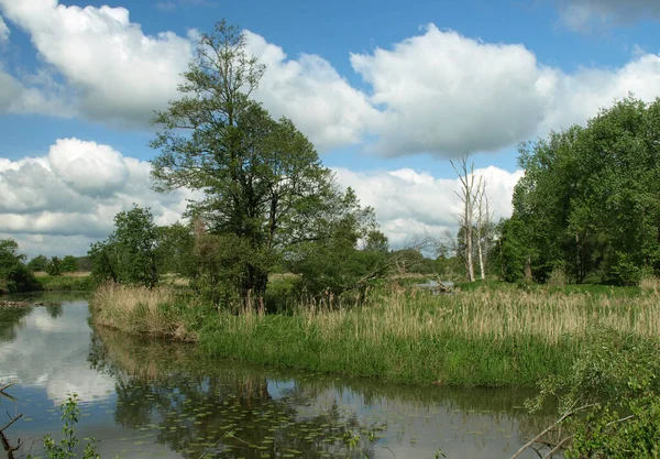 Vacker Natur Skogen — Stockfoto