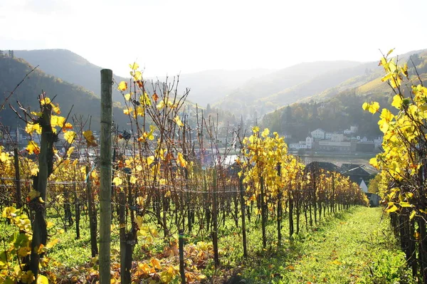 Campagne Avec Vignobles Vignes Cultivées Paysage — Photo