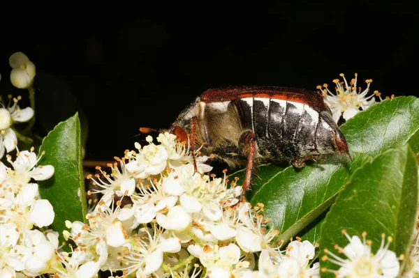 May Beetle Flowering Fire Thorn Shrub — Stock Photo, Image