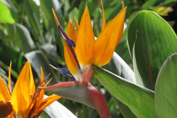 Ave Del Paraíso Flor Tropical — Foto de Stock