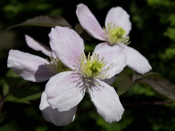 Bloeiende Appelboom Het Voorjaar — Stockfoto