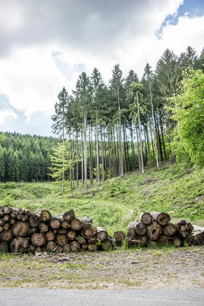 Holzeinschlag Auf Waldlichtung — Stockfoto