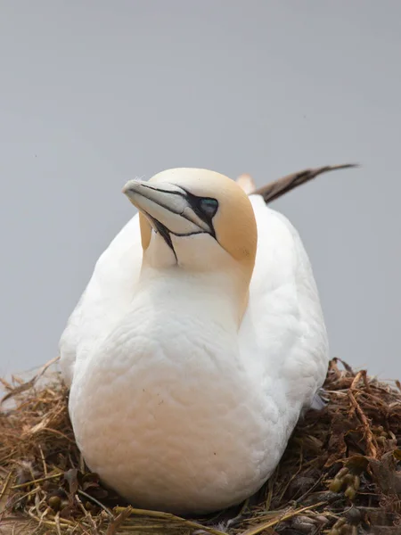 Pelikan Nest — Stockfoto