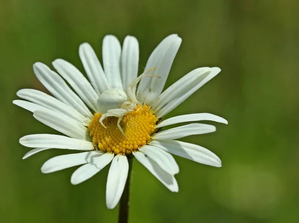 Vue Panoramique Belles Fleurs Marguerite — Photo