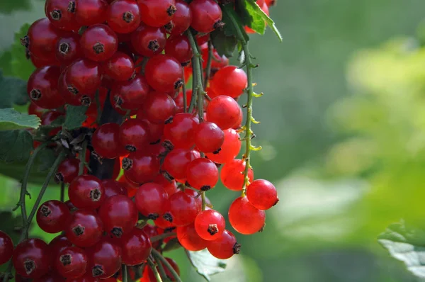 Red Currants Berries Sour Fruits — Stock Photo, Image