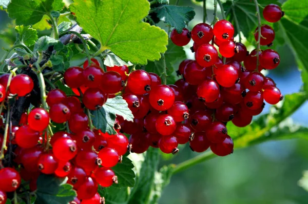 Grosellas Rojas Bayas Frutas Agrias — Foto de Stock