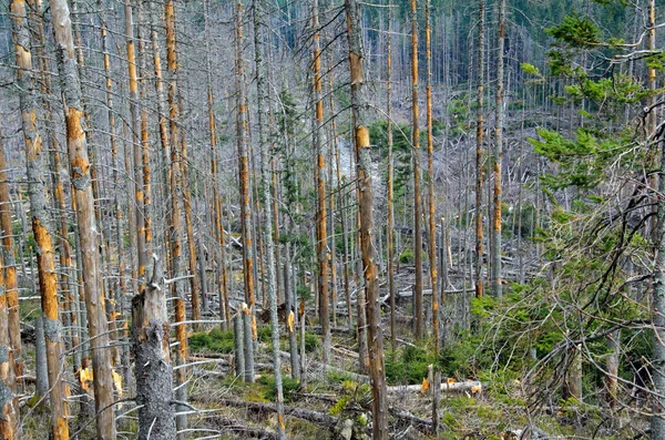 Güçlü Kasırgadan Sonra Kırılmış Ağaçlar — Stok fotoğraf