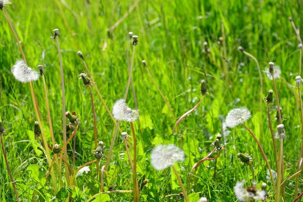 Gräs Och Blommor Våren — Stockfoto
