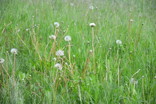 Gräs Fältet — Stockfoto