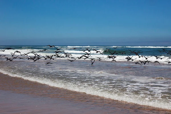 Vista Cênica Corvos Marinhos Aves Natureza — Fotografia de Stock