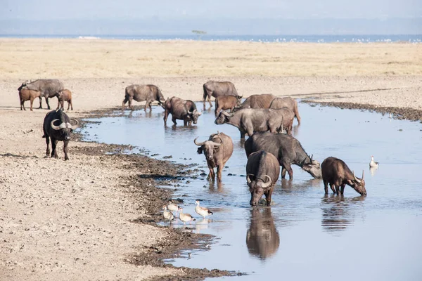 Grande Bufalo Nella Savana Dell Africa — Foto Stock