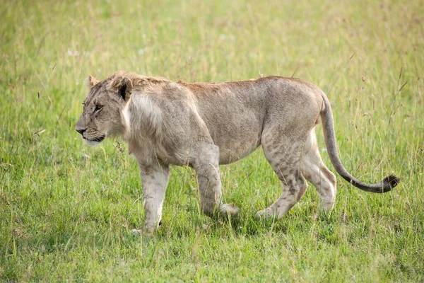 Leeuw Koning Savanne Van Afrika — Stockfoto