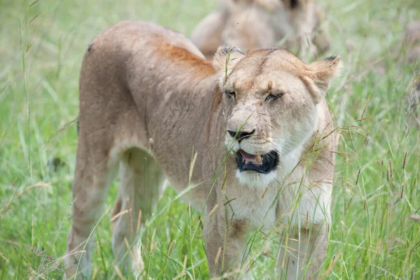 Leeuw Koning Savanne Van Afrika — Stockfoto