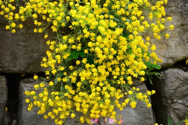 Verschillende Bloemen Selectieve Focus — Stockfoto