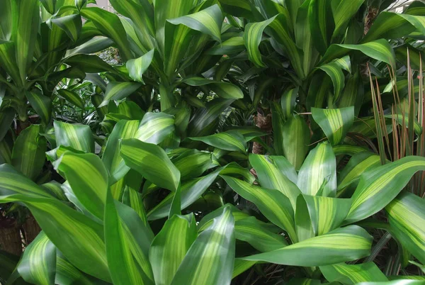 Dichte Vegetatie Van Loofplanten — Stockfoto