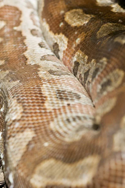 Close Uma Pitão Cor Sinuosa Python Curtus Chão — Fotografia de Stock