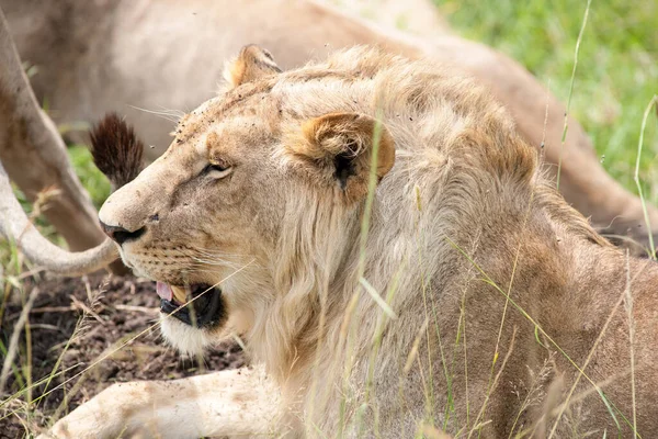 Löwe Der König Der Savanne Afrikas — Stockfoto
