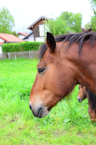 純血種の馬 牧草地の種牡馬 — ストック写真