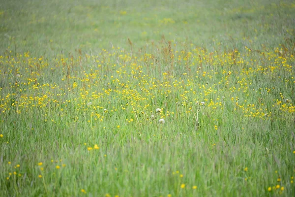 Pusteblumen Auf Der Wiese — Fotografia de Stock