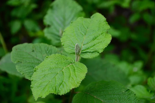 Lente Het Bos — Stockfoto