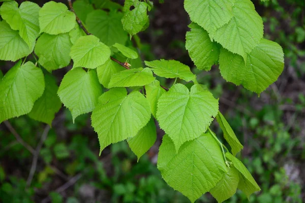 Primavera Floresta — Fotografia de Stock