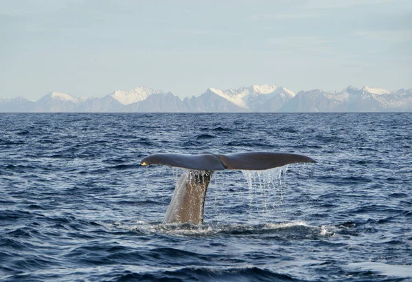 Walvis Voor Andenes — Stockfoto
