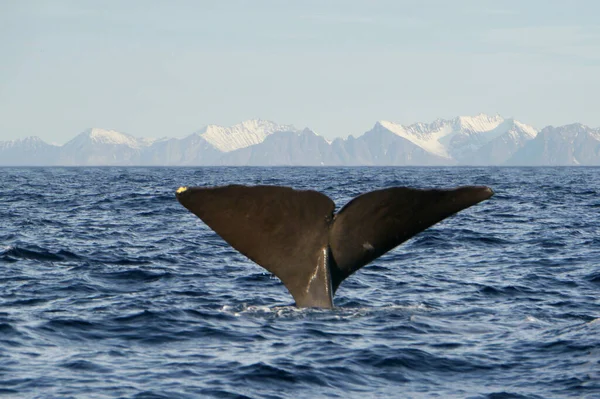 배경에 흰긴수염고래 — 스톡 사진