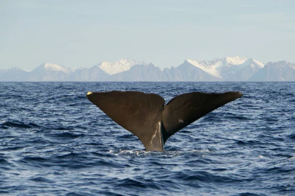 Ballena Blanca Fondo Del Mar — Foto de Stock