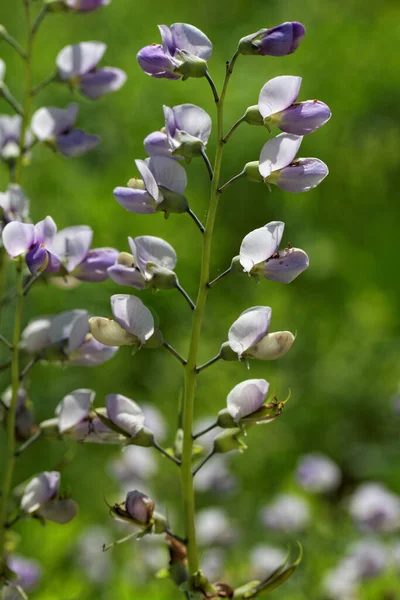 Güzel Lupin Çiçeğinin Manzarası — Stok fotoğraf