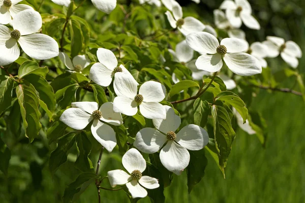 Белые Цветы Магнолии Весной — стоковое фото