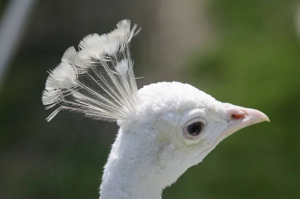 White Peacock Bird Exotic Peacock — Stock Photo, Image