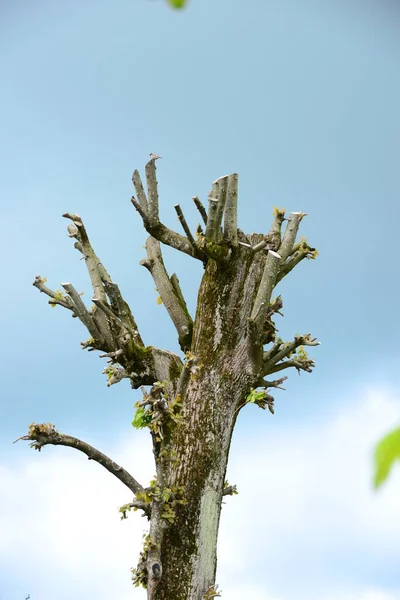 Prachtig Bos Natuur Achtergrond — Stockfoto