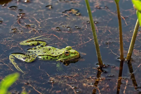 Amphibien Animal Grenouille Nature — Photo