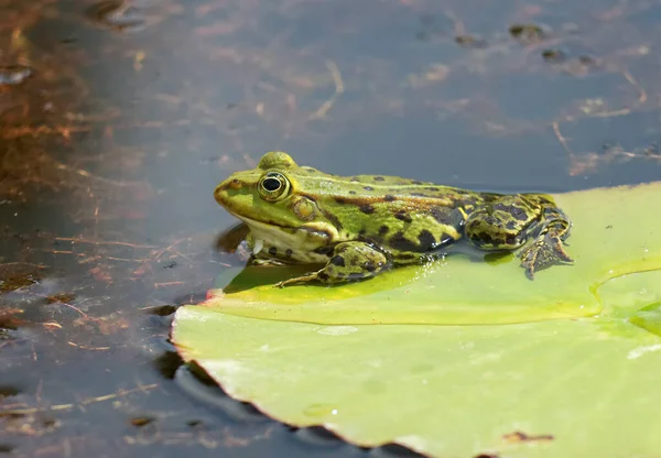 Amphibian Animal Nature Frog — Stock Photo, Image