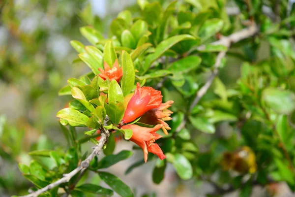 Albero Fiori Melo Primavera Flora Fiori — Foto Stock