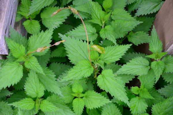 Foglie Verdi Marijuana — Foto Stock