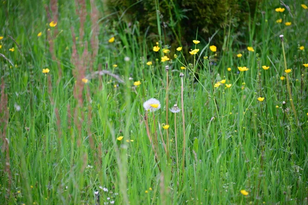 Herbe Verte Fleurs Dans Jardin — Photo