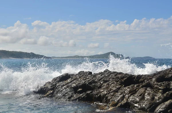 Sello Mamífero Marino — Foto de Stock