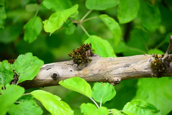 Ağaçtaki Yeşil Kurbağa — Stok fotoğraf