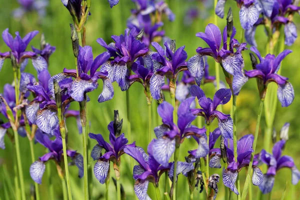 Bella Flora Botanica Petali Fiori Giglio — Foto Stock