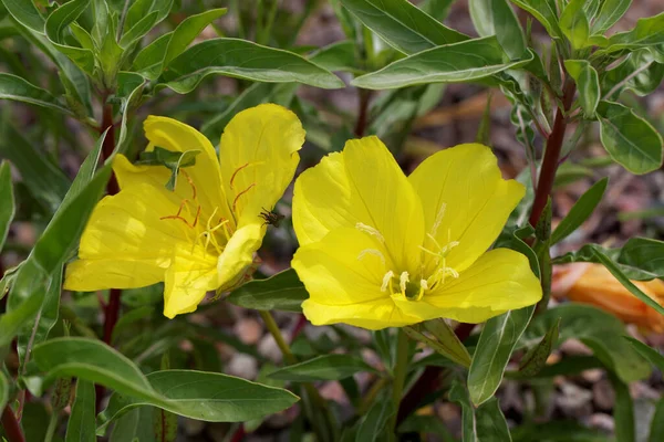 Płatki Kwiatów Flora Letnia — Zdjęcie stockowe