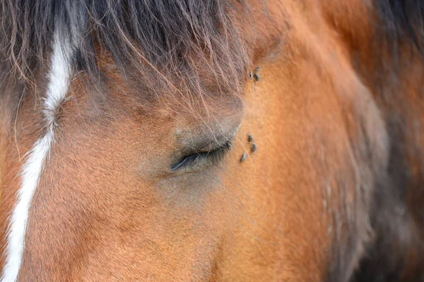 Čistokrevné Farmářské Zvíře Venkovský Kůň — Stock fotografie