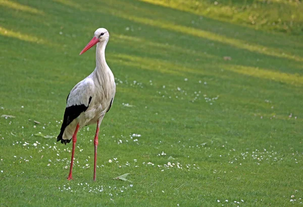 Aussichtsreiche Aussicht Auf Weißstorch Wilder Natur — Stockfoto