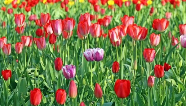 观赏色彩艳丽的郁金香床 — 图库照片