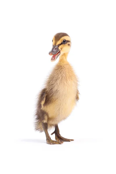 Indian Runners Breed Anas Platyrhynchos Domesticus Domestic Duck — Stock Photo, Image
