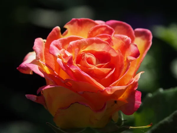 Hermosa Rosa Jardín — Foto de Stock