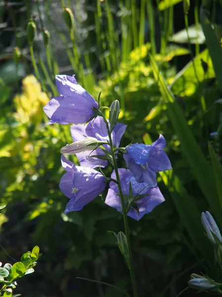 美しい花 花のコンセプトの背景 — ストック写真